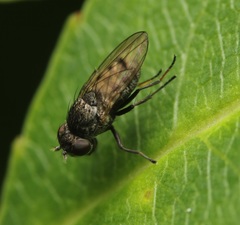 Paralimna punctipennis