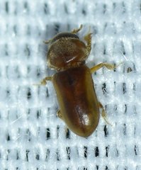 Tropicus pusillus