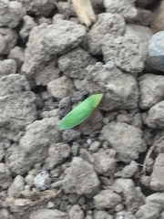 Draeculacephala antica