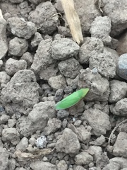 Draeculacephala antica