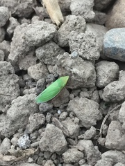 Draeculacephala antica