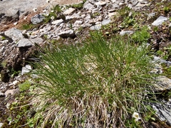 Oreochloa disticha