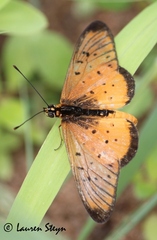 Acraea oncaea