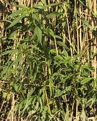 Amaranthus cannabinus