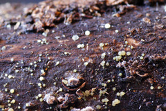 Dendrostilbella prasinula