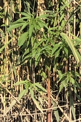 Amaranthus cannabinus