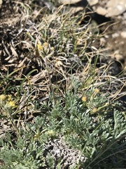 Artemisia umbelliformis