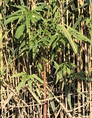 Amaranthus cannabinus