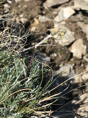 Artemisia umbelliformis