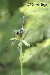 Tacca leontopetaloides