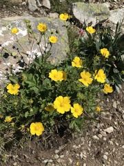 Potentilla grandiflora