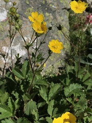 Potentilla grandiflora