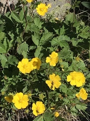 Potentilla grandiflora