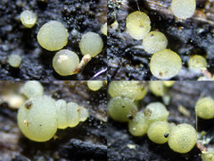 Dendrostilbella prasinula