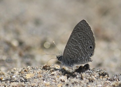 Pseudonacaduba sichela sichela