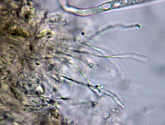 Dendrostilbella prasinula