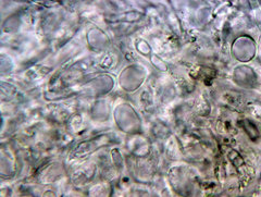 Dendrostilbella prasinula