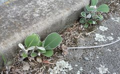 Pachystegia insignis