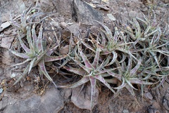 Hechtia lyman-smithii