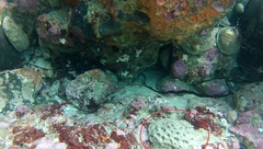 Cinachyrella