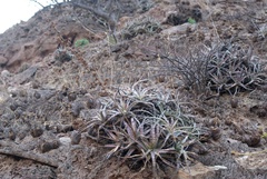 Hechtia lyman-smithii