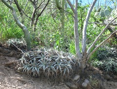 Hechtia lyman-smithii