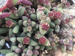 Antimima granitica