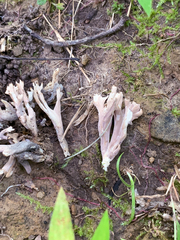 Clavulina amethystinoides