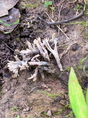 Clavulina amethystinoides