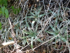 Hechtia lyman-smithii