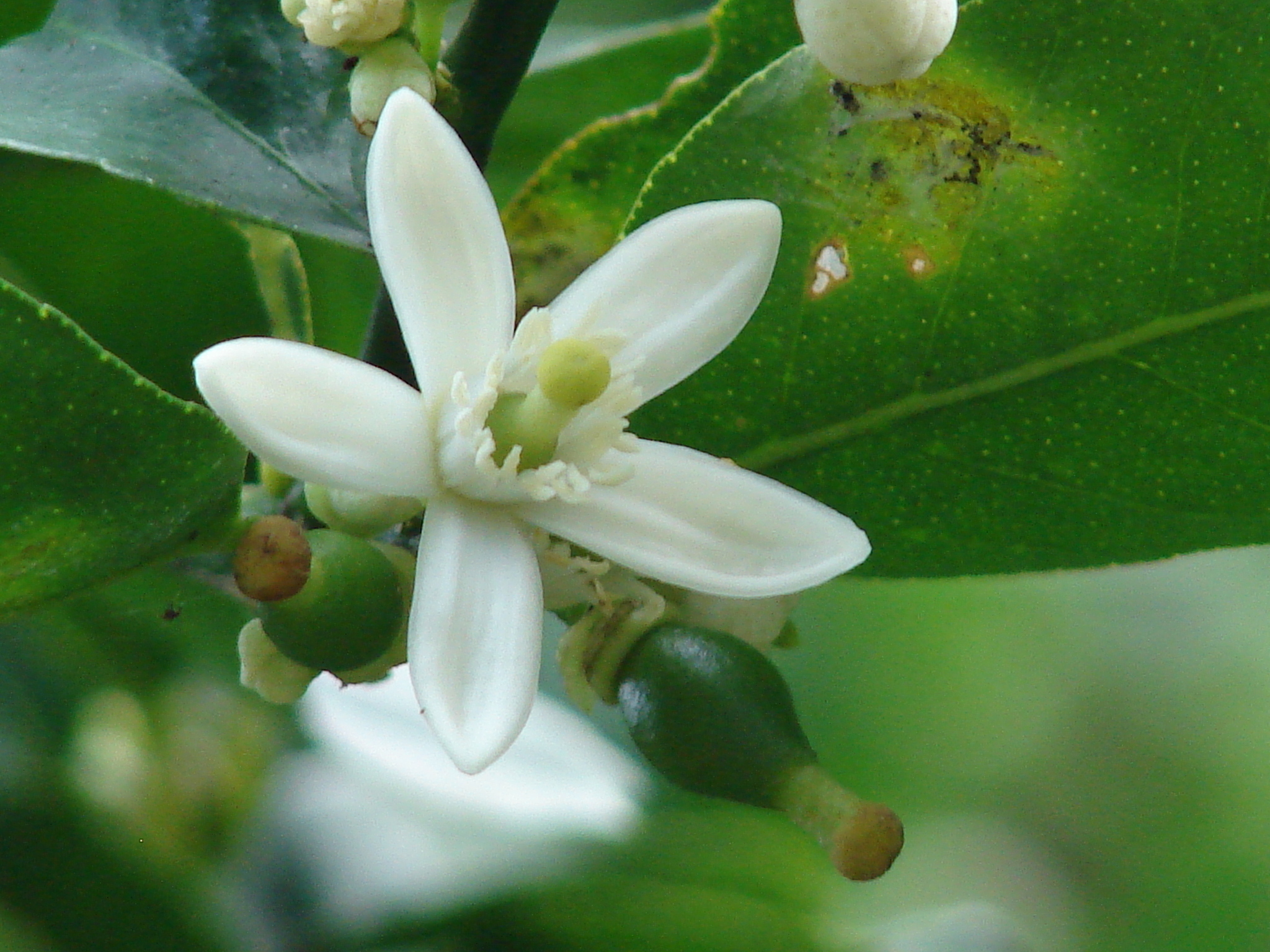 Citrus X aurantiifolia