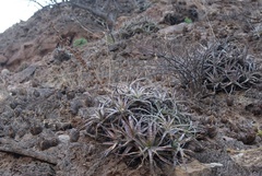 Hechtia lyman-smithii