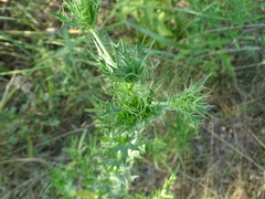 Eryngium leavenworthii