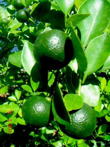 Citrus × microcarpa