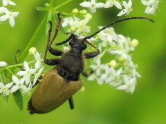 Trigonarthris proxima