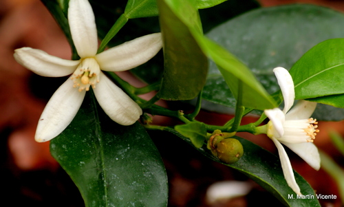 Citrus × microcarpa