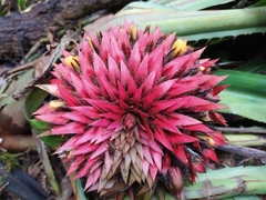 Aechmea magdalenae