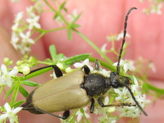 Trigonarthris proxima