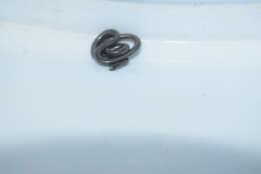 Epictia borapeliotes