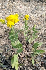 Solidago mollis