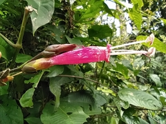 Sanchezia putumayensis