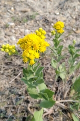 Solidago mollis