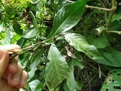 Sanchezia putumayensis