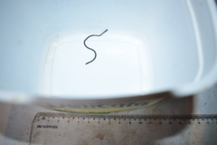 Epictia borapeliotes