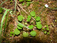 Lagenophora strangulata