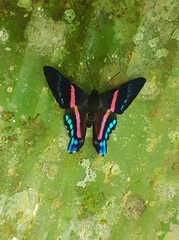 Ancyluris jurgensenii