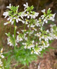 Arabis eschscholtziana