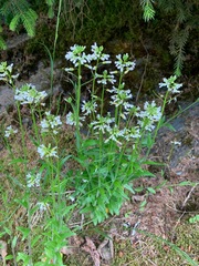 Arabis eschscholtziana