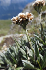 Antennaria carpatica