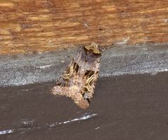 Cerastis enigmatica